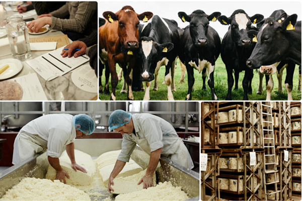 Quicke's farm delivers Academy of Cheese training Quicke's farm delivers Academy of Cheese training